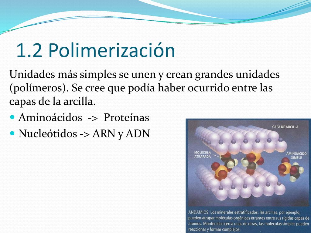 1.2 Polimerización Unidades más simples se unen y crean grandes unidades (polímeros). Se cree que podía haber ocurrido entre las capas de la arcilla.