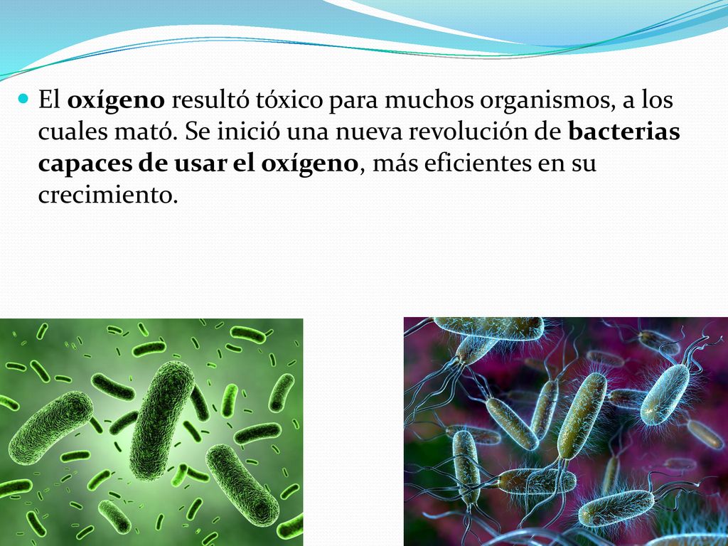 El oxígeno resultó tóxico para muchos organismos, a los cuales mató