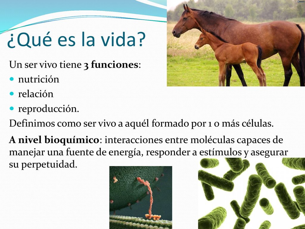 ¿Qué es la vida Un ser vivo tiene 3 funciones: nutrición relación