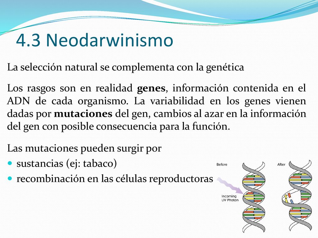 4.3 Neodarwinismo La selección natural se complementa con la genética