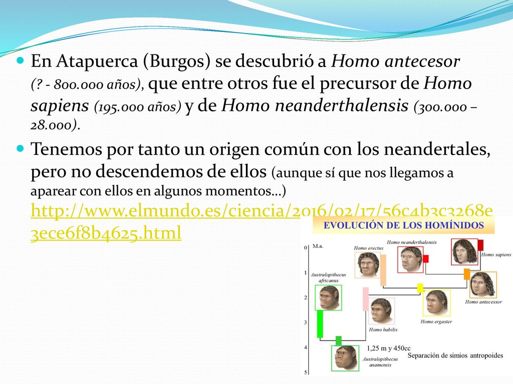 En Atapuerca (Burgos) se descubrió a Homo antecesor (