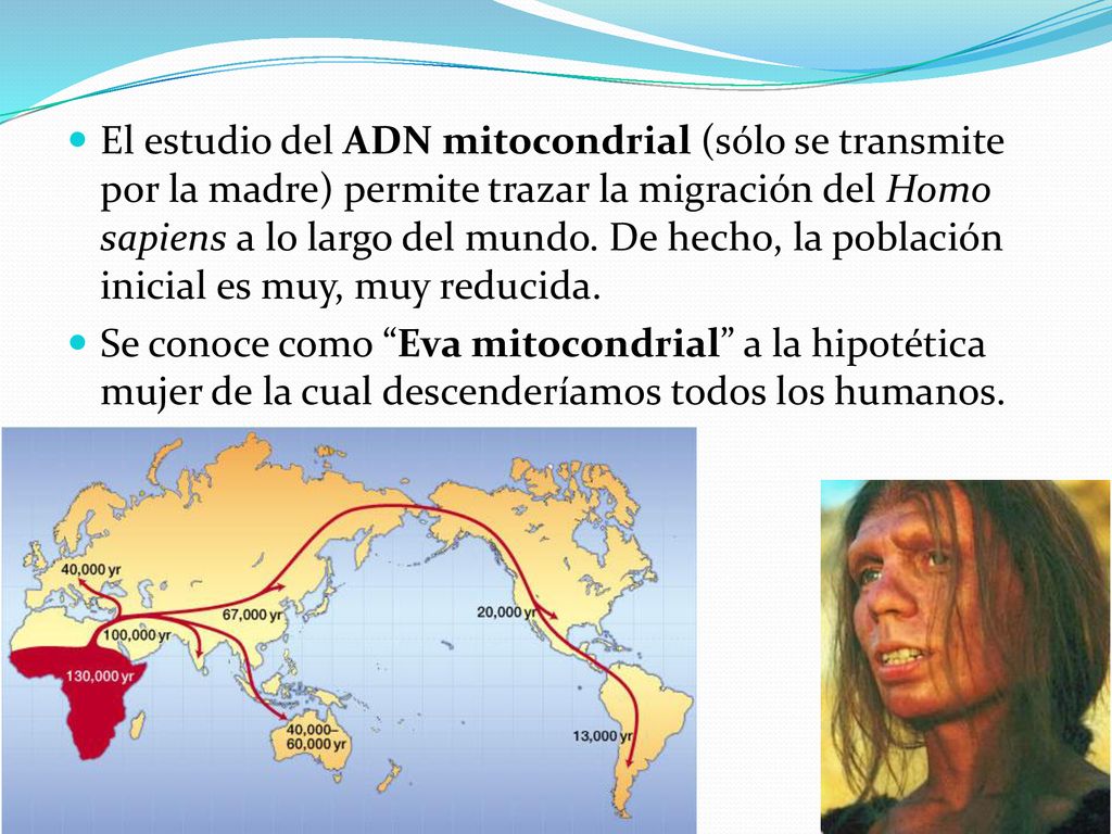 El estudio del ADN mitocondrial (sólo se transmite por la madre) permite trazar la migración del Homo sapiens a lo largo del mundo. De hecho, la población inicial es muy, muy reducida.