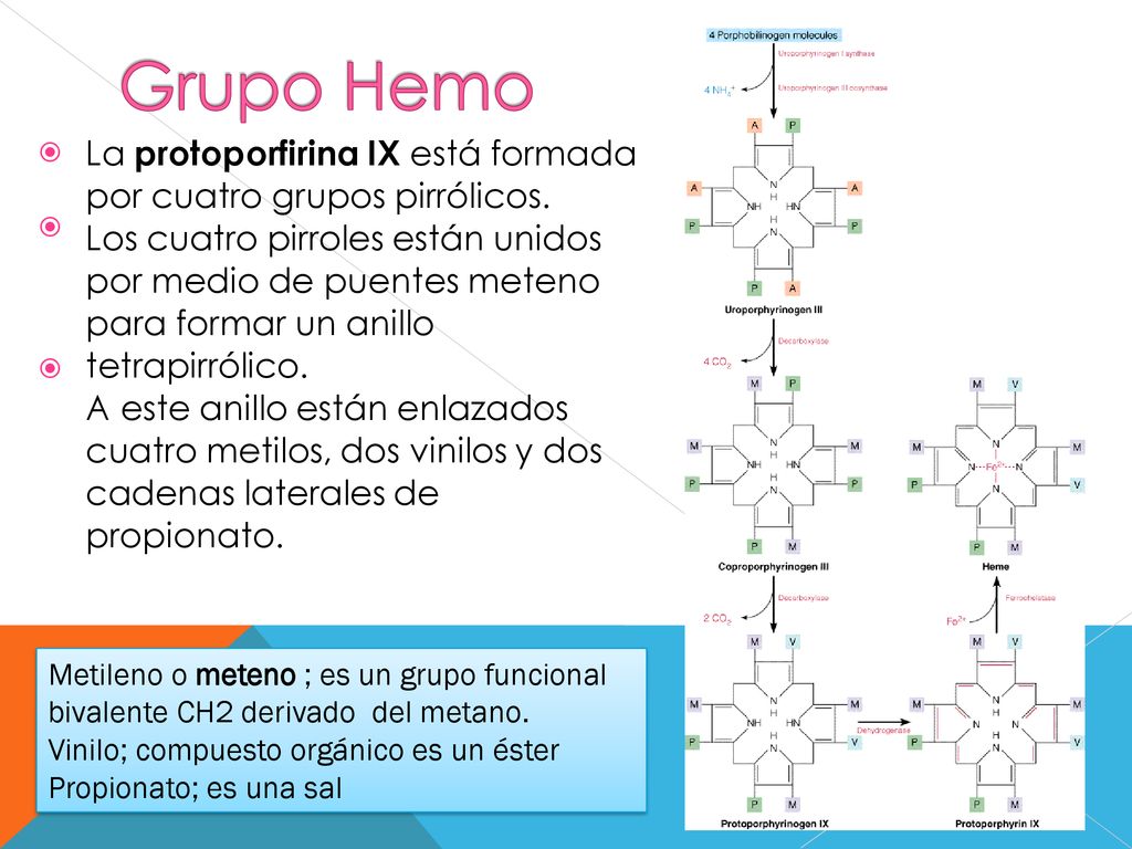 La protoporfirina IX está formada por cuatro grupos pirrólicos.