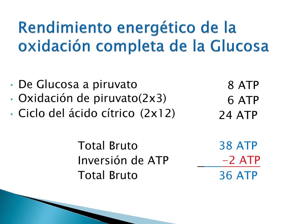 8 ATP 6 ATP 24 ATP (2x12) Total Bruto Inversión de 38 ATP -2 ATP ATP