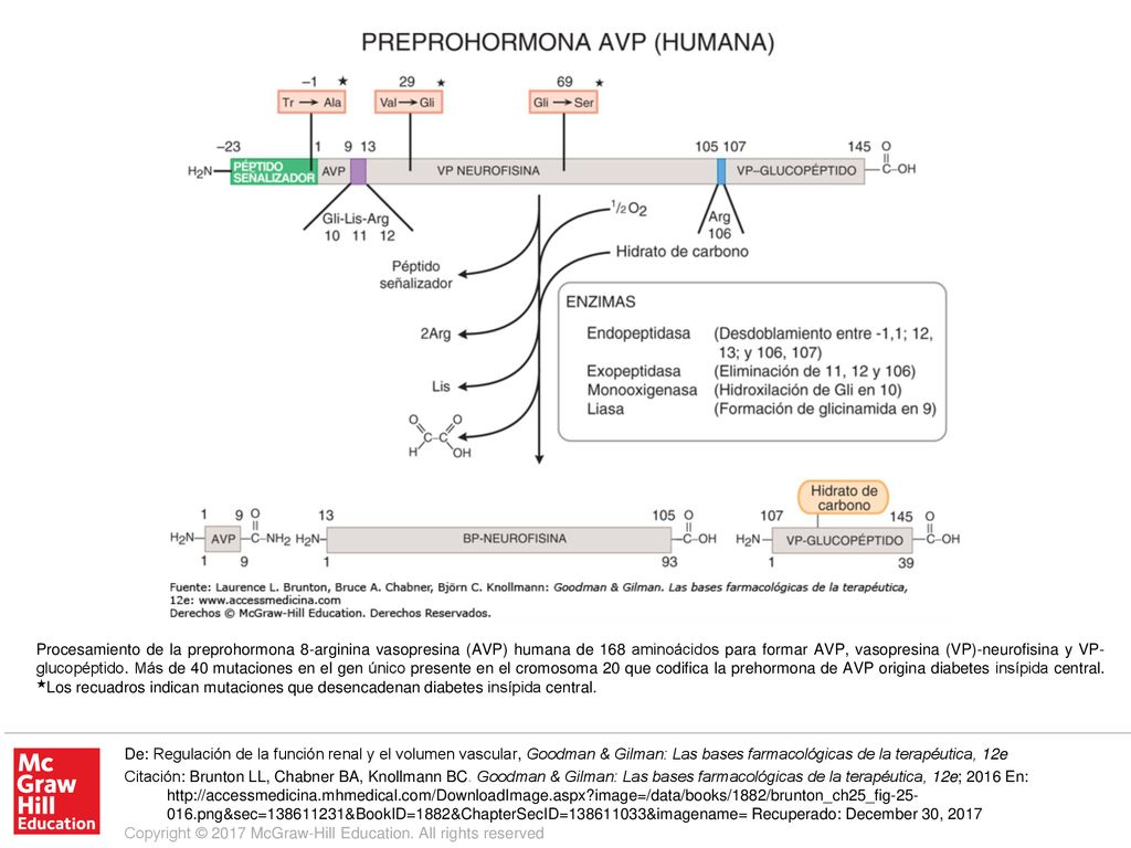 Procesamiento de la preprohormona 8-arginina vasopresina (AVP) humana de 168 aminoácidos para formar AVP, vasopresina (VP)-neurofisina y VP-glucopéptido. Más de 40 mutaciones en el gen único presente en el cromosoma 20 que codifica la prehormona de AVP origina diabetes insípida central. ★Los recuadros indican mutaciones que desencadenan diabetes insípida central.