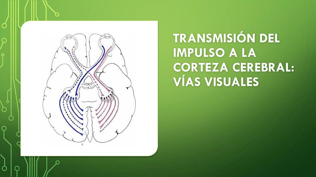 Transmisión del impulso a la corteza cerebral: vías visuales