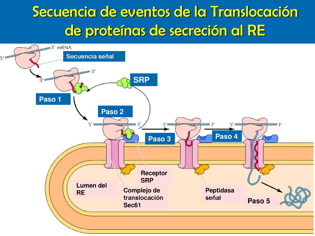 Secuencia de eventos de la Translocación de proteínas de secreción al RE