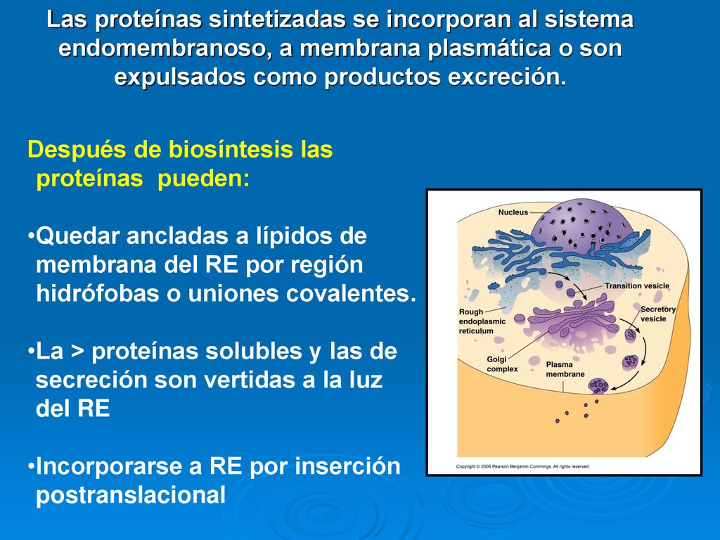 Las proteínas sintetizadas se incorporan al sistema endomembranoso, a membrana plasmática o son expulsados como productos excreción.