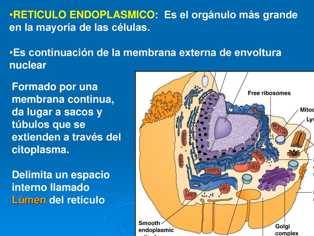 RETICULO ENDOPLASMICO: Es el orgánulo más grande en la mayoría de las células.