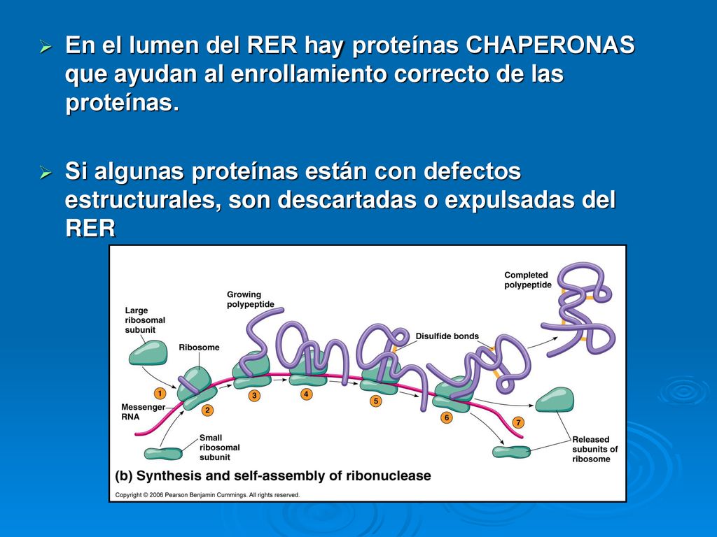 En el lumen del RER hay proteínas CHAPERONAS que ayudan al enrollamiento correcto de las proteínas.