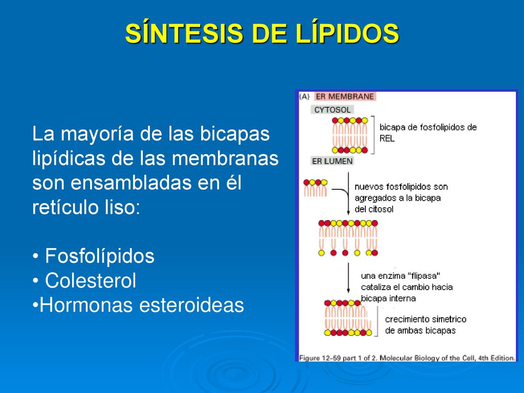 SÍNTESIS DE LÍPIDOS La mayoría de las bicapas lipídicas de las membranas son ensambladas en él retículo liso: