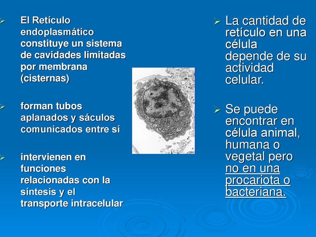 La cantidad de retículo en una célula depende de su actividad celular.