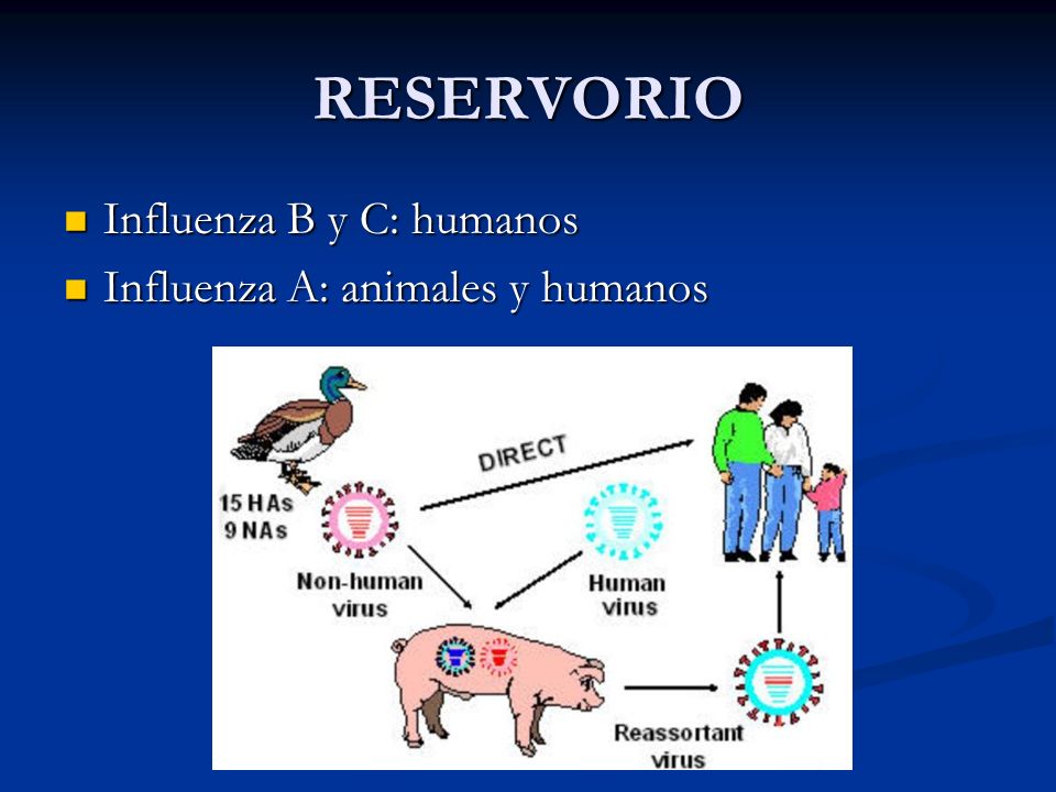 RESERVORIO Influenza B y C: humanos Influenza A: animales y humanos