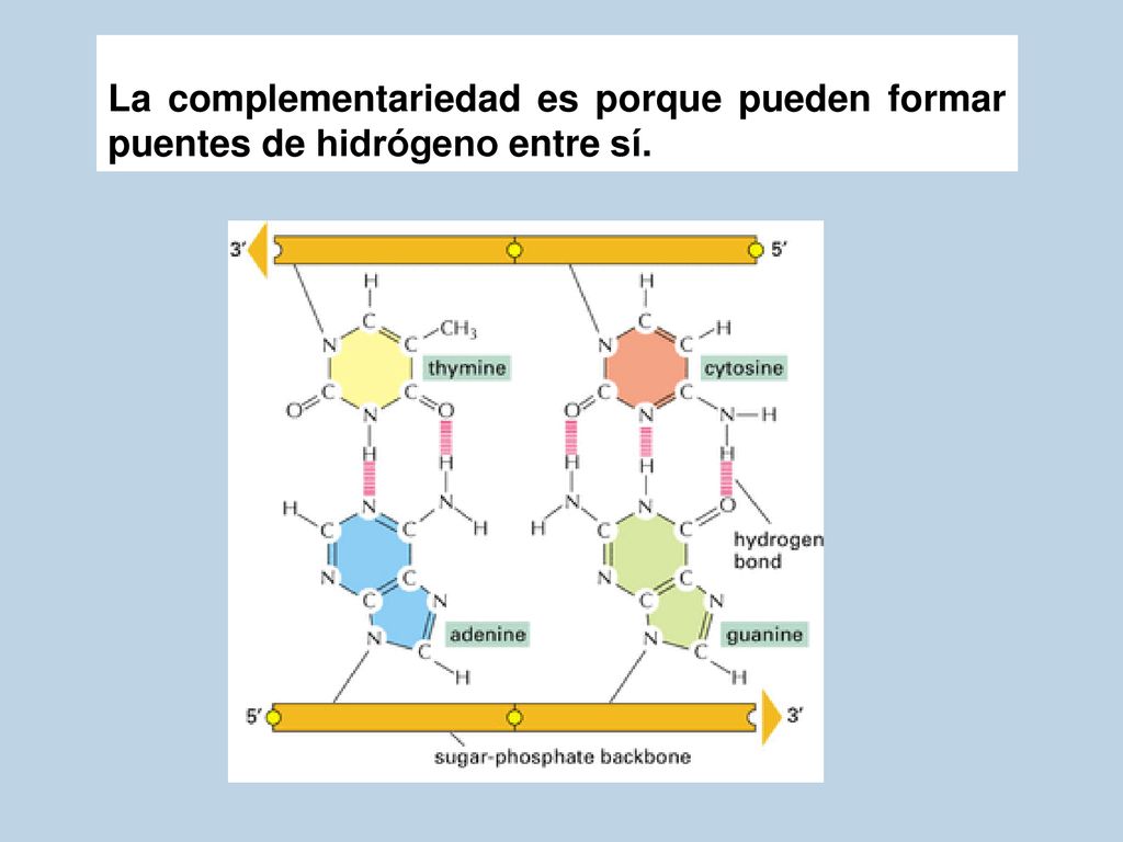 La complementariedad es porque pueden formar puentes de hidrógeno entre sí.