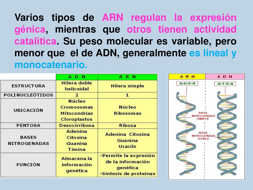 Varios tipos de ARN regulan la expresión génica, mientras que otros tienen actividad catalítica.