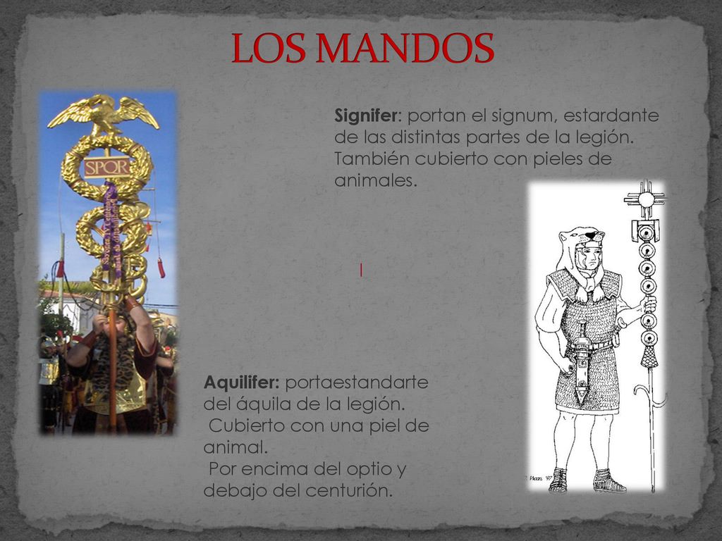 LOS MANDOS Signifer: portan el signum, estardante de las distintas partes de la legión. También cubierto con pieles de animales.