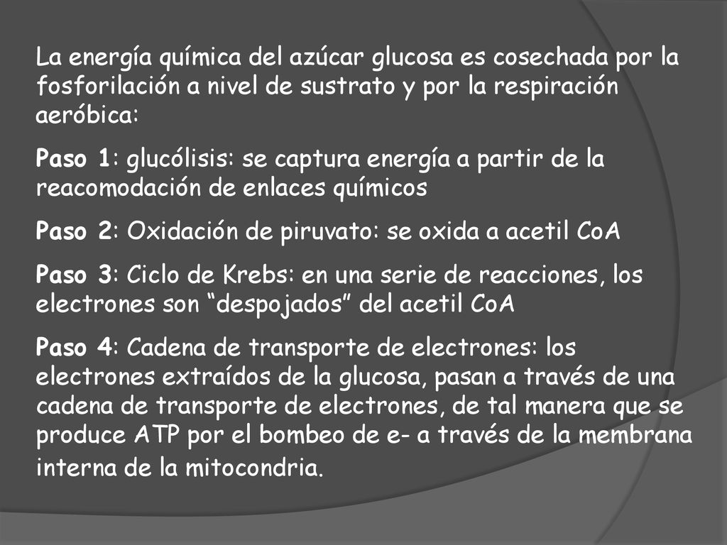 La energía química del azúcar glucosa es cosechada por la fosforilación a nivel de sustrato y por la respiración aeróbica: