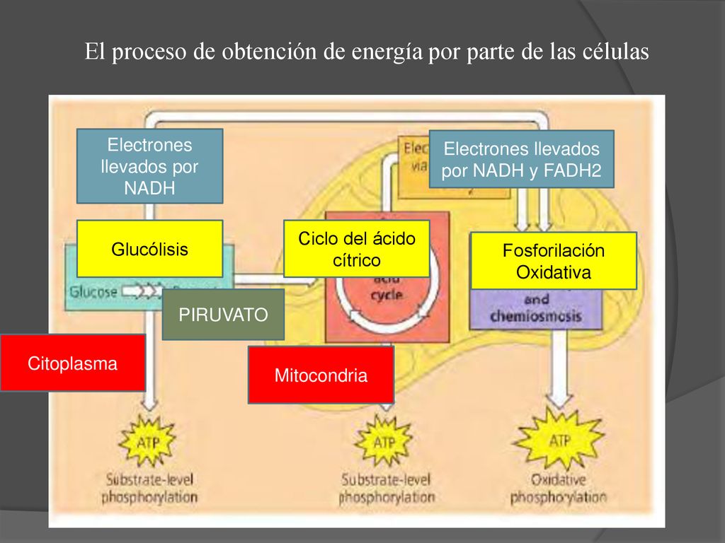 El proceso de obtención de energía por parte de las células