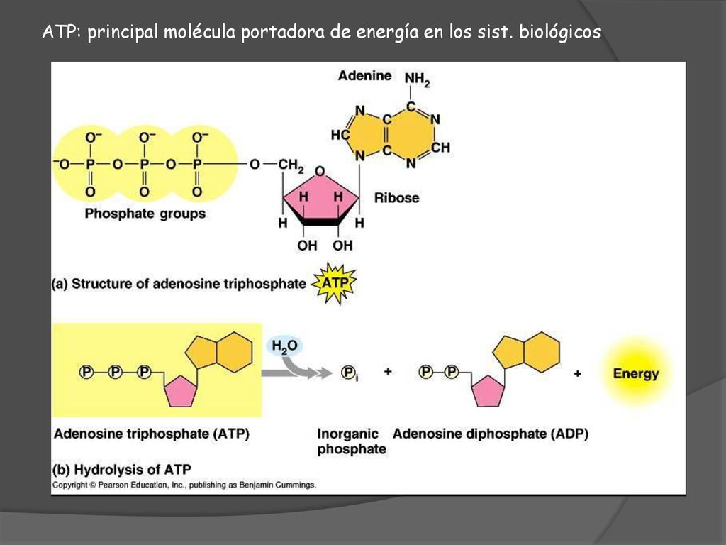 ATP: principal molécula portadora de energía en los sist. biológicos