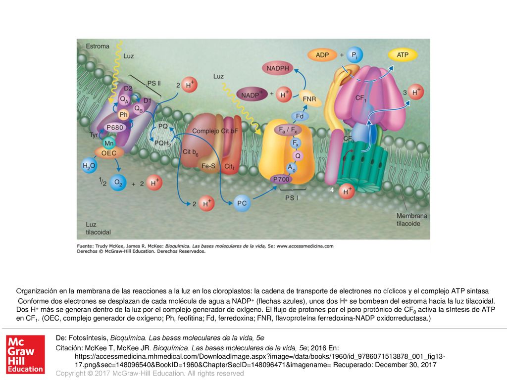 Conforme dos electrones se desplazan de cada molécula de agua a NADP+ (flechas azules), unos dos H+ se bombean del estroma hacia la luz tilacoidal. Dos H+ más se generan dentro de la luz por el complejo generador de oxígeno. El flujo de protones por el poro protónico de CF0 activa la síntesis de ATP en CF1. (OEC, complejo generador de oxígeno; Ph, feofitina; Fd, ferredoxina; FNR, flavoproteína ferredoxina-NADP oxidorreductasa.)