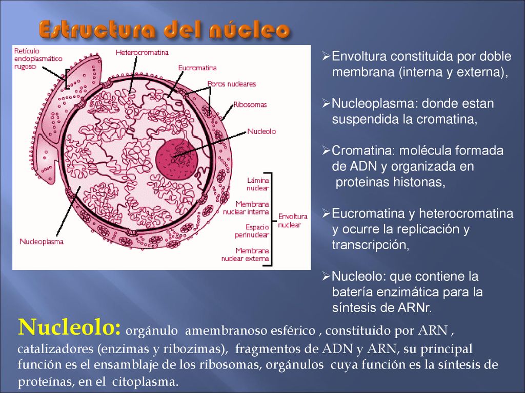 Estructura del núcleo Envoltura constituida por doble. membrana (interna y externa), Nucleoplasma: donde estan.