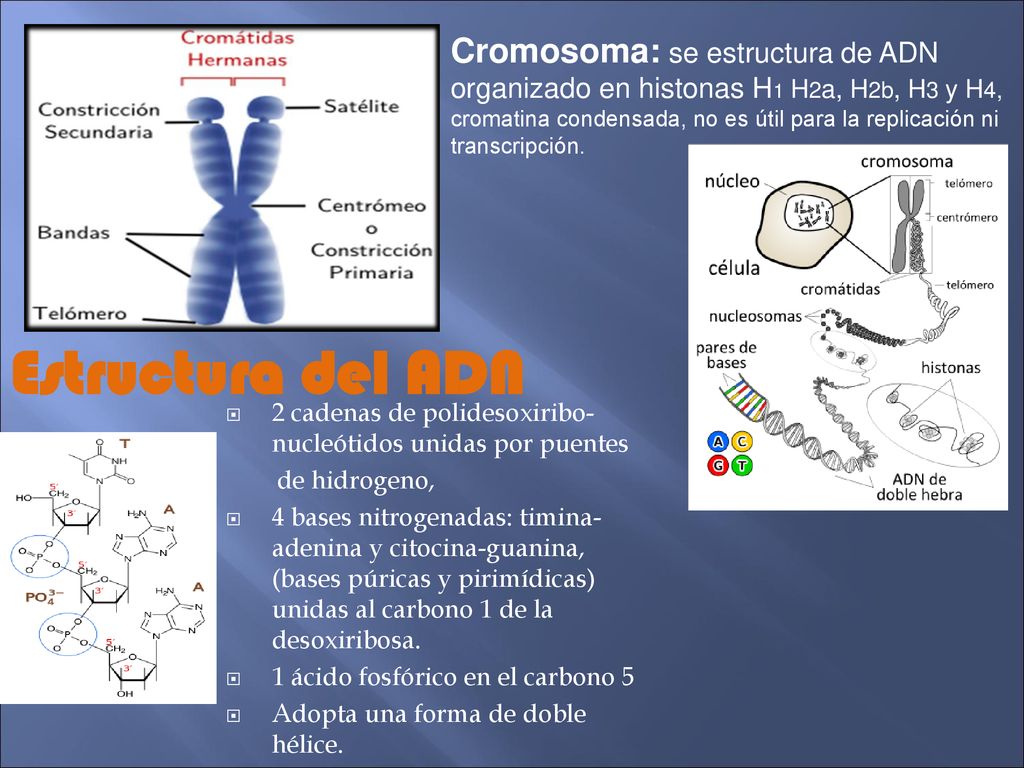 Cromosoma: se estructura de ADN organizado en histonas H1 H2a, H2b, H3 y H4, cromatina condensada, no es útil para la replicación ni transcripción.
