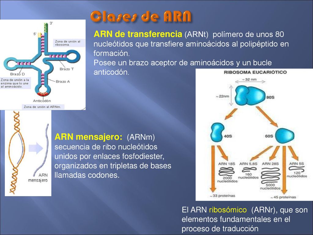 Clases de ARN ARN de transferencia (ARNt) polímero de unos 80 nucleótidos que transfiere aminoácidos al polipéptido en formación.