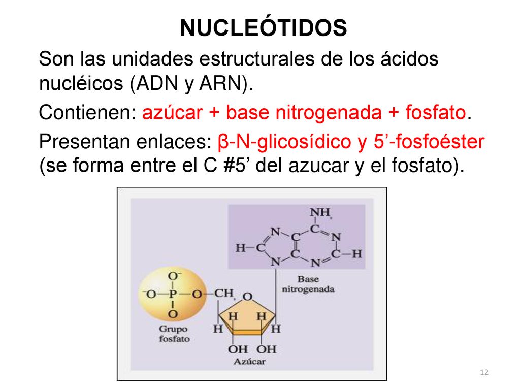 NUCLEÓTIDOS Son las unidades estructurales de los ácidos nucléicos (ADN y ARN). Contienen: azúcar + base nitrogenada + fosfato.