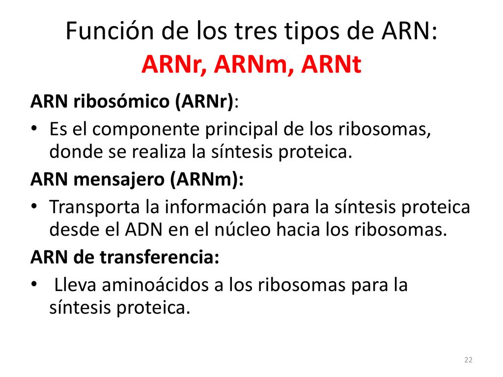 Función de los tres tipos de ARN: ARNr, ARNm, ARNt
