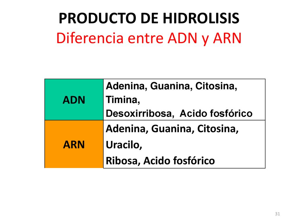 PRODUCTO DE HIDROLISIS Diferencia entre ADN y ARN