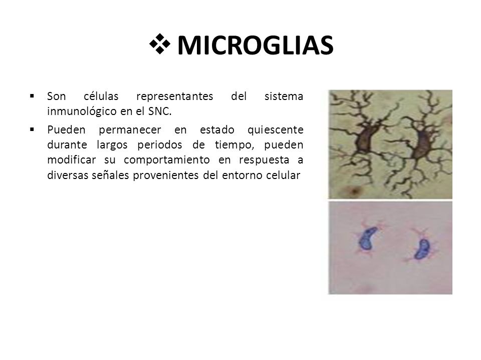 MICROGLIAS Son células representantes del sistema inmunológico en el SNC.