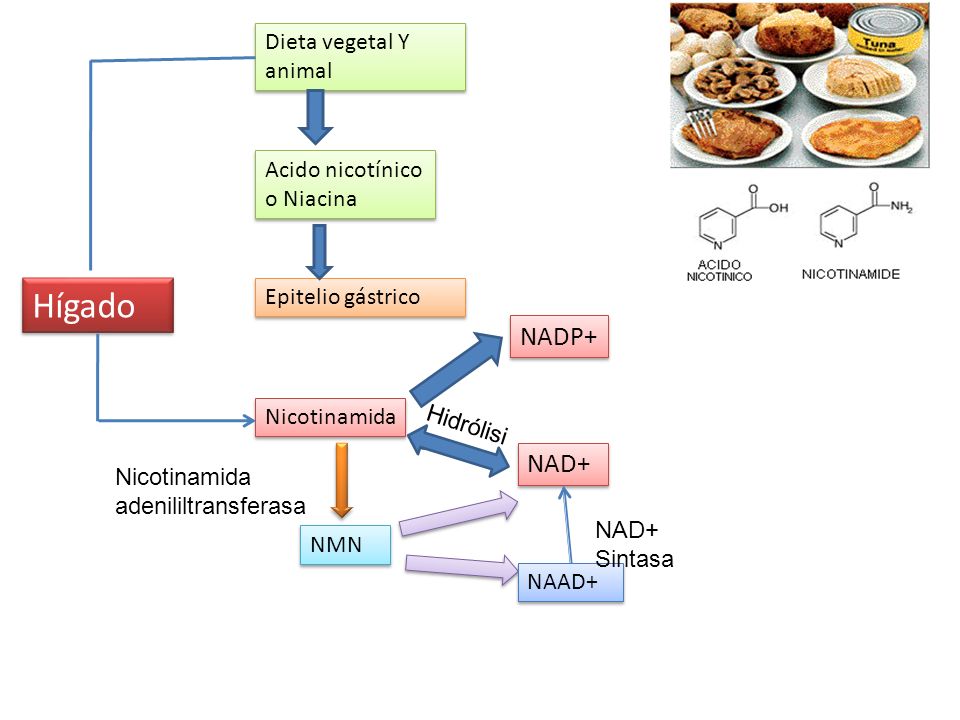 Hígado NADP+ NAD+ Dieta vegetal Y animal Acido nicotínico o Niacina