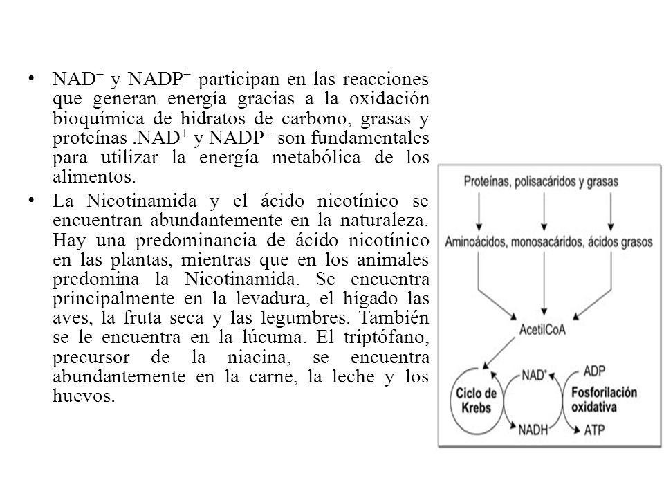NAD+ y NADP+ participan en las reacciones que generan energía gracias a la oxidación bioquímica de hidratos de carbono, grasas y proteínas .NAD+ y NADP+ son fundamentales para utilizar la energía metabólica de los alimentos.