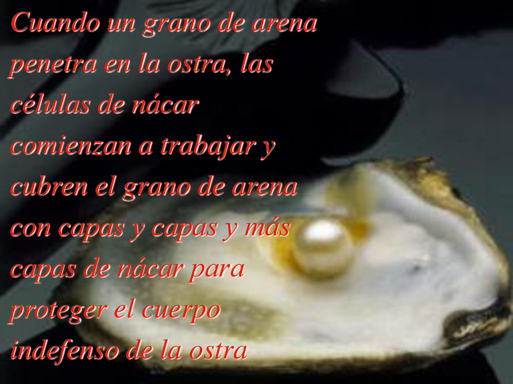 Cuando un grano de arena penetra en la ostra, las células de nácar comienzan a trabajar y cubren el grano de arena con capas y capas y más capas de nácar para proteger el cuerpo indefenso de la ostra