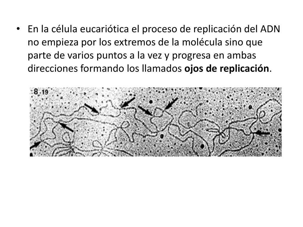 En la célula eucariótica el proceso de replicación del ADN no empieza por los extremos de la molécula sino que parte de varios puntos a la vez y progresa en ambas direcciones formando los llamados ojos de replicación.