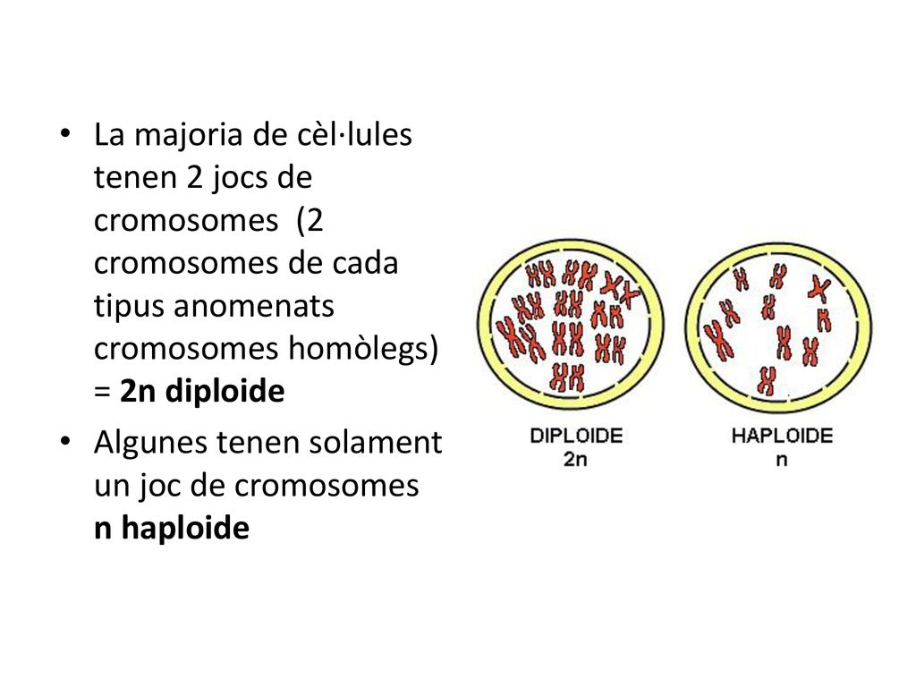 La majoria de cèl·lules tenen 2 jocs de cromosomes (2 cromosomes de cada tipus anomenats cromosomes homòlegs) = 2n diploide