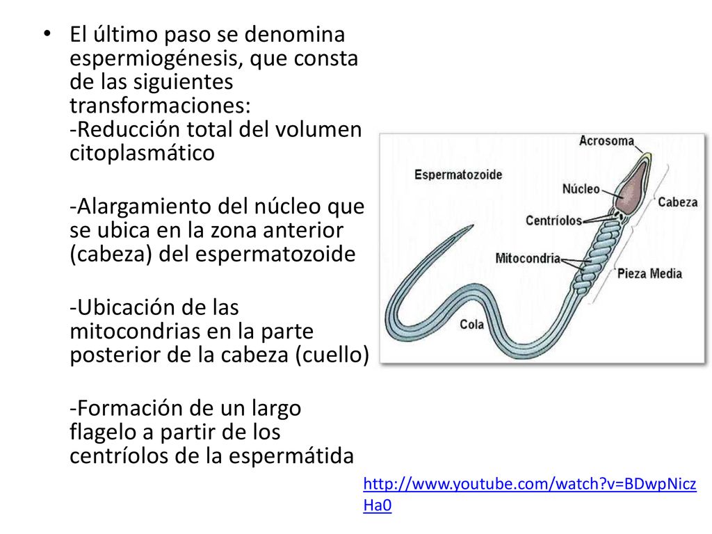 El último paso se denomina espermiogénesis, que consta de las siguientes transformaciones: -Reducción total del volumen citoplasmático