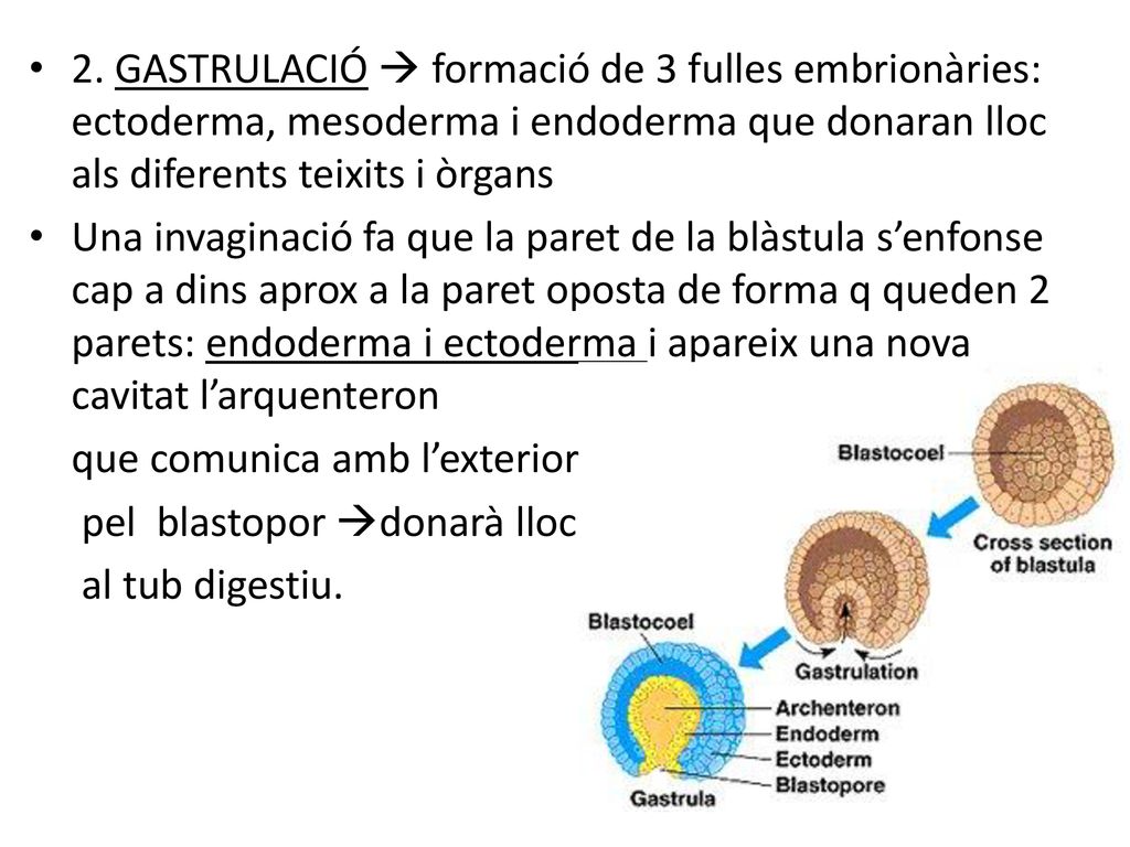 2. GASTRULACIÓ  formació de 3 fulles embrionàries: ectoderma, mesoderma i endoderma que donaran lloc als diferents teixits i òrgans