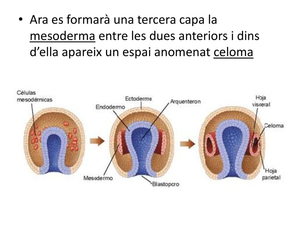 Ara es formarà una tercera capa la mesoderma entre les dues anteriors i dins d’ella apareix un espai anomenat celoma