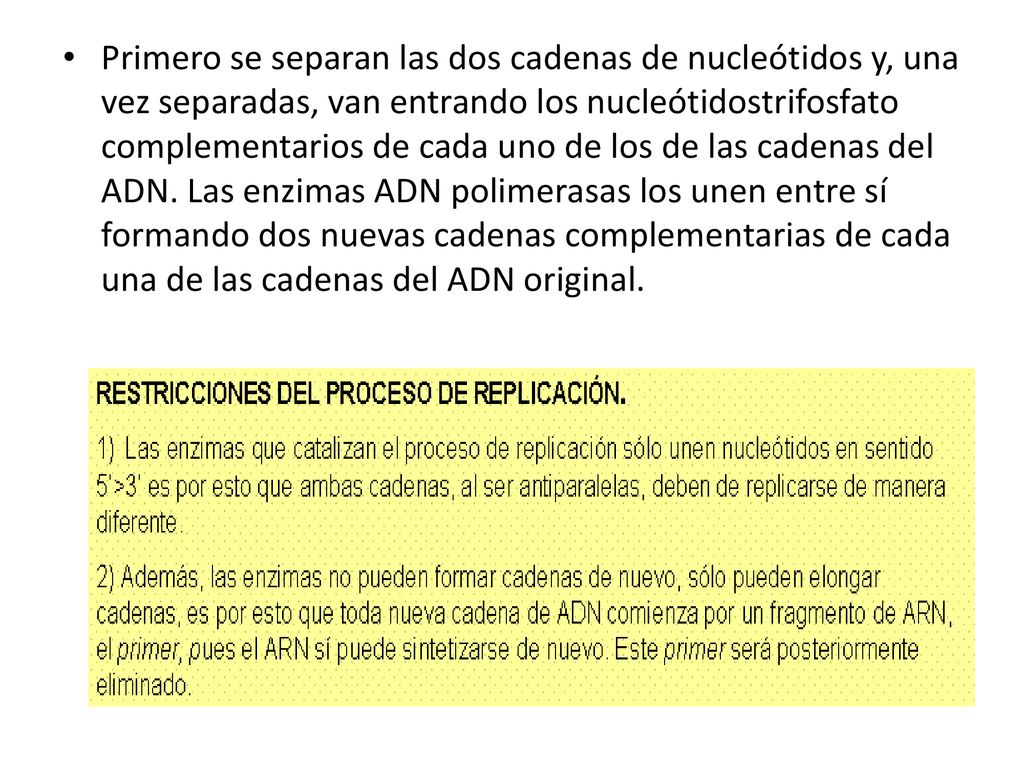 Primero se separan las dos cadenas de nucleótidos y, una vez separadas, van entrando los nucleótidostrifosfato complementarios de cada uno de los de las cadenas del ADN.