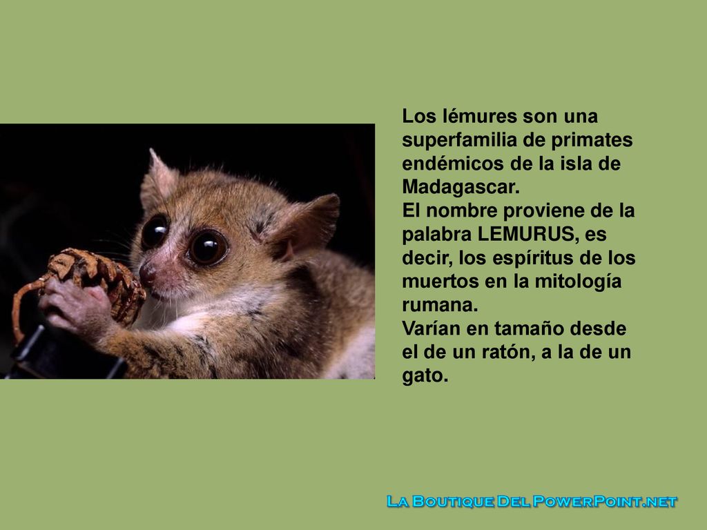Los lémures son una superfamilia de primates endémicos de la isla de Madagascar.