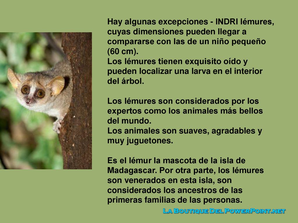 Hay algunas excepciones - INDRI lémures, cuyas dimensiones pueden llegar a compararse con las de un niño pequeño (60 cm).