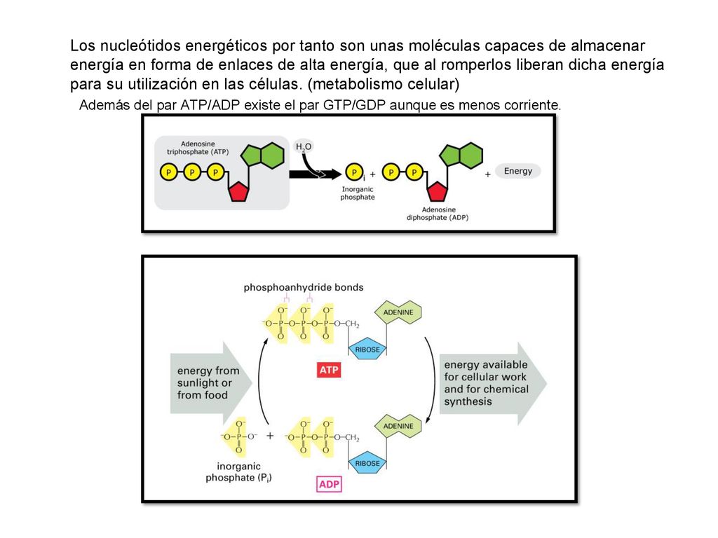 Los nucleótidos energéticos por tanto son unas moléculas capaces de almacenar energía en forma de enlaces de alta energía, que al romperlos liberan dicha energía para su utilización en las células. (metabolismo celular)