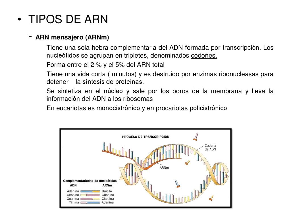 TIPOS DE ARN - ARN mensajero (ARNm)
