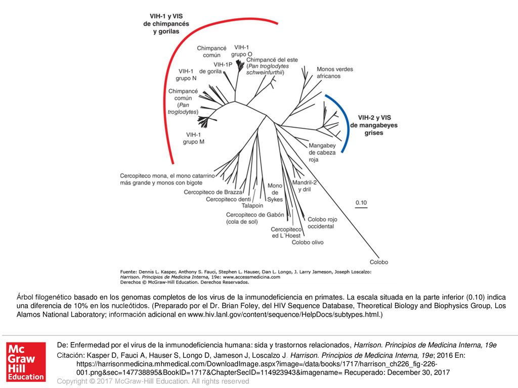 Árbol filogenético basado en los genomas completos de los virus de la inmunodeficiencia en primates. La escala situada en la parte inferior (0.10) indica una diferencia de 10% en los nucleótidos. (Preparado por el Dr. Brian Foley, del HIV Sequence Database, Theoretical Biology and Biophysics Group, Los Alamos National Laboratory; información adicional en