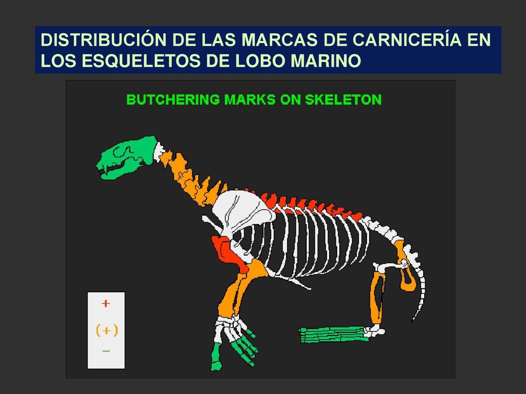 DISTRIBUCIÓN DE LAS MARCAS DE CARNICERÍA EN