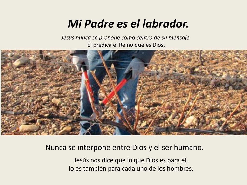 Mi Padre es el labrador. Jesús nunca se propone como centro de su mensaje. Él predica el Reino que es Dios.