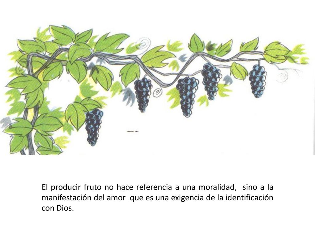 El producir fruto no hace referencia a una moralidad, sino a la manifestación del amor que es una exigencia de la identificación con Dios.