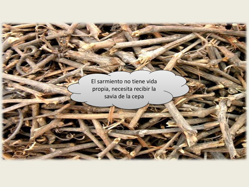 El sarmiento no tiene vida propia, necesita recibir la savia de la cepa