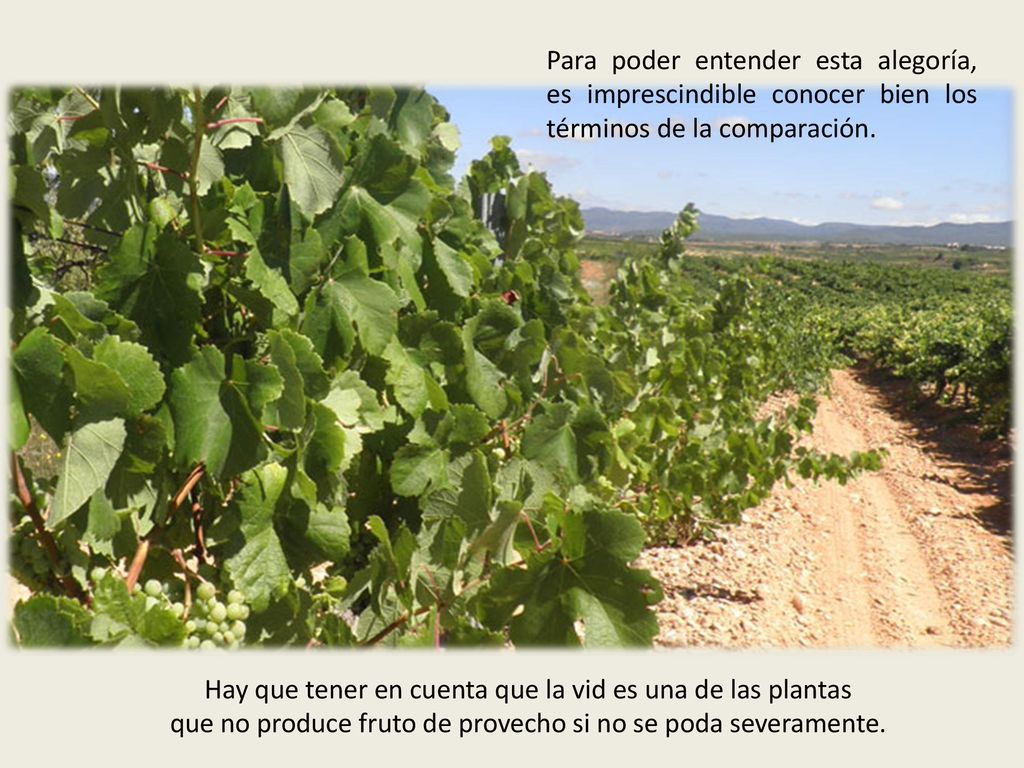 Hay que tener en cuenta que la vid es una de las plantas